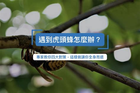 遇到蜜蜂|【專家觀點】遇到虎頭蜂怎麼辦？這麼做才能全身而退！